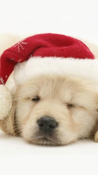santa puppy, christams, happy holidays background, thumbnail